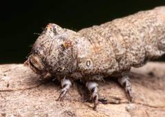 Phallaria ophiusaria