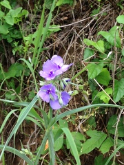 Tradescantia occidentalis