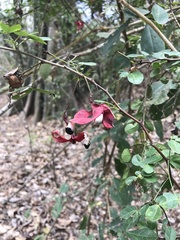 Pithecellobium excelsum