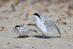 Least Tern photo 4