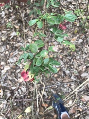 Pithecellobium excelsum