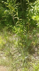 Yucca arkansana