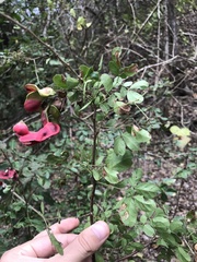 Pithecellobium excelsum