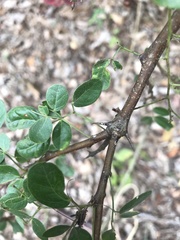 Pithecellobium excelsum