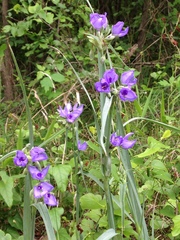 Tradescantia occidentalis
