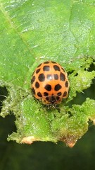 Henosepilachna vigintisexpunctata