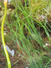 Chaetomorpha linum