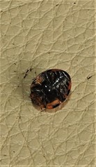 Henosepilachna vigintisexpunctata