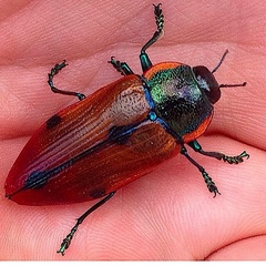 Temognatha variabilis