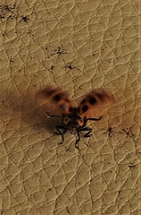 Henosepilachna vigintisexpunctata