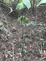 Piper umbellatum