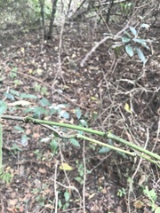Piper umbellatum