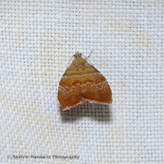 Choreutis achyrodes