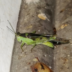 Paulinia acuminata