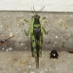 Paulinia acuminata