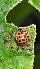 Henosepilachna vigintisexpunctata