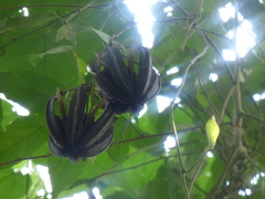 Aristolochia ovalifolia