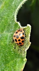 Henosepilachna vigintisexpunctata