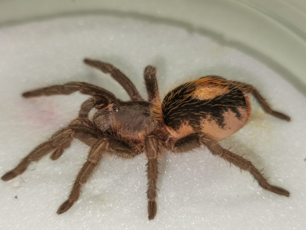 Catanduba simoni