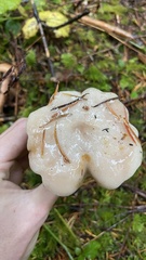 Lactarius pallescens