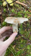 Lactarius pallescens
