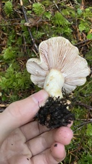 Lactarius pallescens