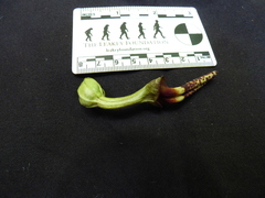 Aristolochia ovalifolia