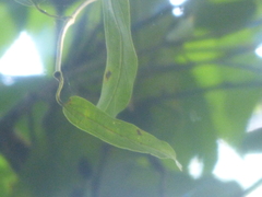Aristolochia ovalifolia