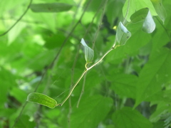 Aristolochia ovalifolia