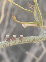 Rhopalomyia chrysothamni