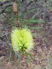 Melaleuca linearis acerosa