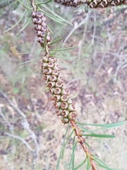 Melaleuca linearis acerosa