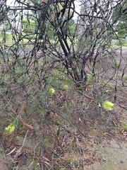 Melaleuca linearis acerosa