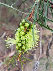Melaleuca linearis acerosa