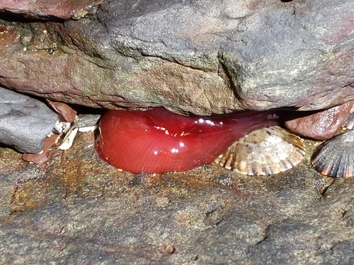 photo of Waratah Anemone (Actinia tenebrosa)