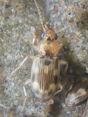 Bembidion tigrinum
