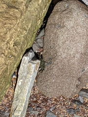 Leptograpsus variegatus
