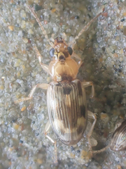 Bembidion tigrinum