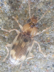 Bembidion tigrinum