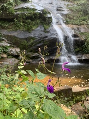 Brillantaisia lamium