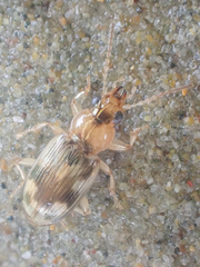 Bembidion tigrinum