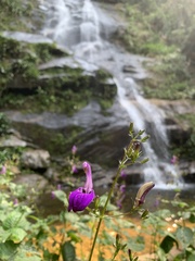 Brillantaisia lamium