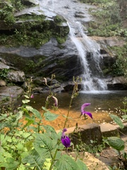 Brillantaisia lamium