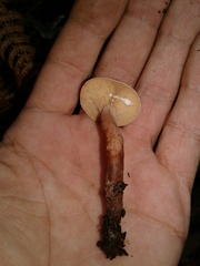 Lactarius atlanticus