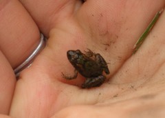 Pseudopaludicola falcipes