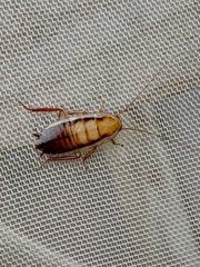 Drymaplaneta heydeniana