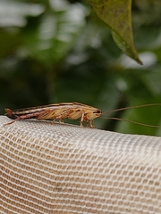 Drymaplaneta heydeniana
