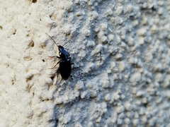 Agonum punctiforme