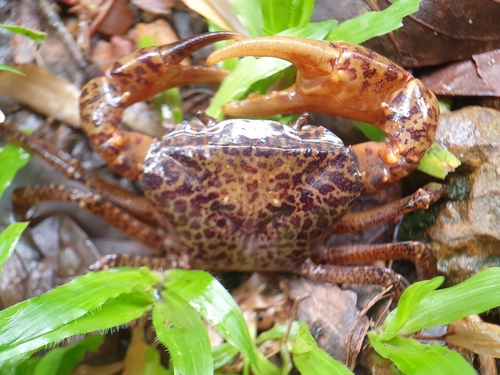 Reticulated Swamp Crab (Parathelphusa reticulata) · iNaturalist