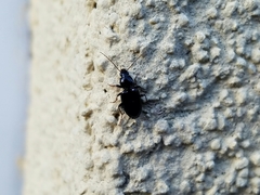 Agonum punctiforme